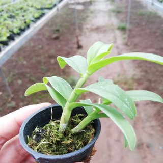 5CT HO gieo hạt - cây con năm 2 xanh sạch