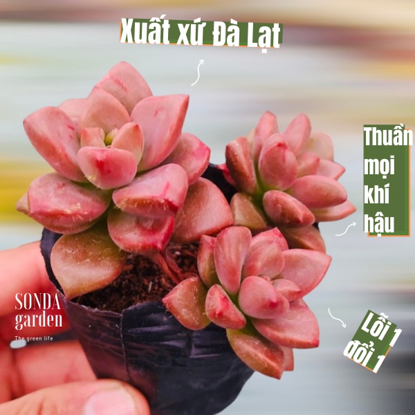 Sen đá đá nâu SONDA GARDEN size bé 5-8cm, xuất xứ Đà Lạt, khoẻ đẹp, lỗi 1 đổi 1