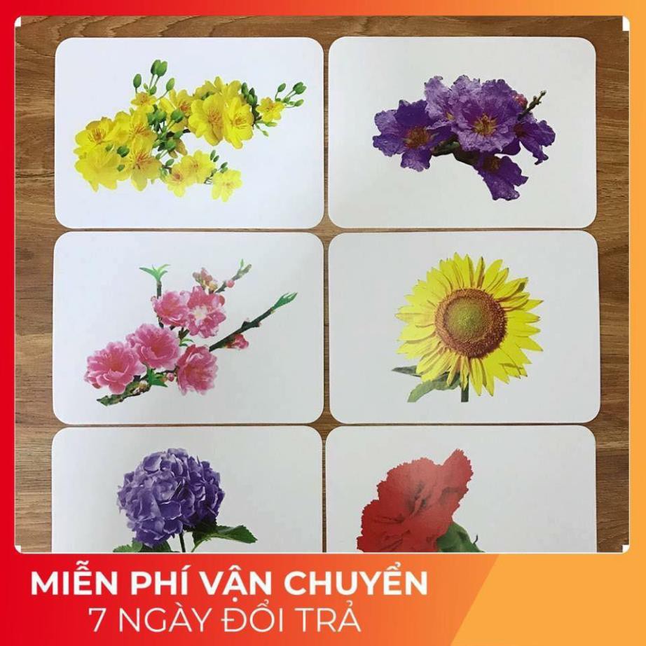 Thẻ Học Thế Giới Xung Quanh Chuyên Sâu 300 Thẻ 18 Chủ Đề Bộ Thẻ Học Thông Minh Chuẩn Flashcard Glenn Doman GDKids