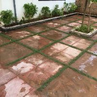 Combo 10 Cây trúc quân tử