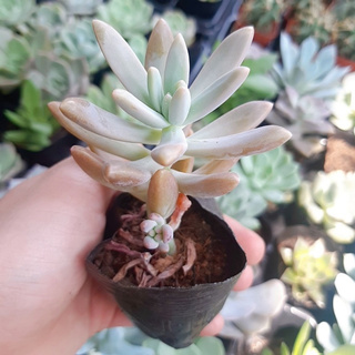 🔥 SALE + FREE SHIP 🔥 Sen đá pha lê