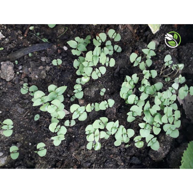 Hạt Giống Rau Quế Lá To Phú Nông - Gói 5g -Sweet Basil