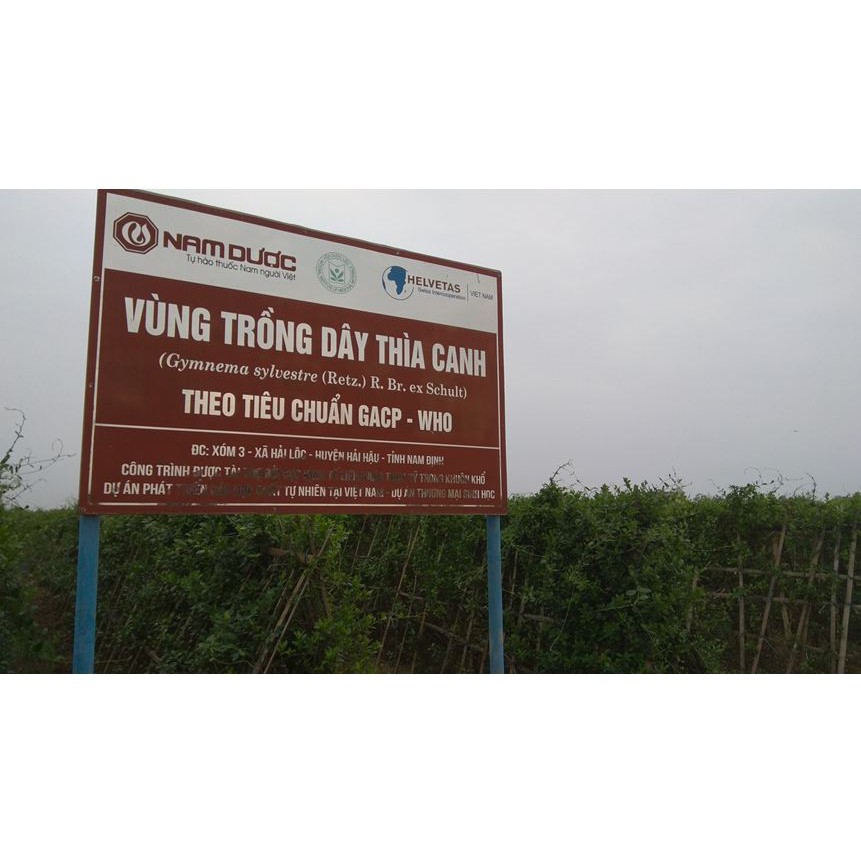 Dây Thìa Canh Tươi Hải Hậu