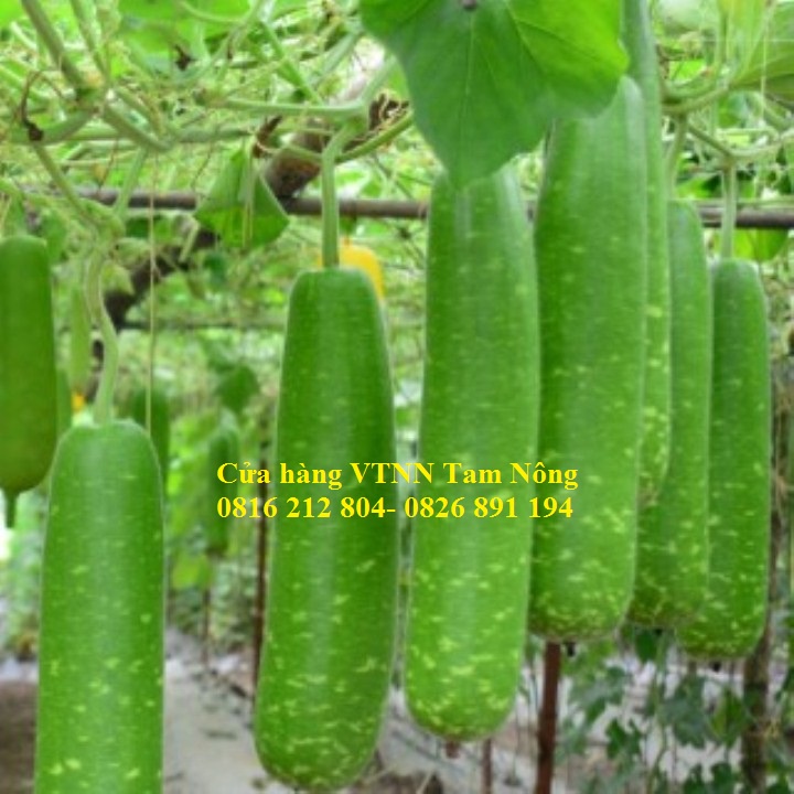 Gói 10 hạt  _ HẠT GIỐNG BẦU SAO LAI F1 _BOHA 01