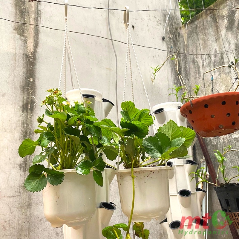 Dâu Tây Trồng Trưởng Thành Trồng Chậu Treo Đang Ra Hoa Và Quả