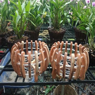 chậu gỗ trồng lan trái bí 22cm
