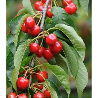 Hạt giống cây ăn trái cherry đỏ {10 hạt + 1 gói kích thích hạt nảy mầm }