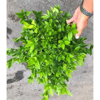 Chậu cây chanh bắc gốc to cao 50 - 70 cm