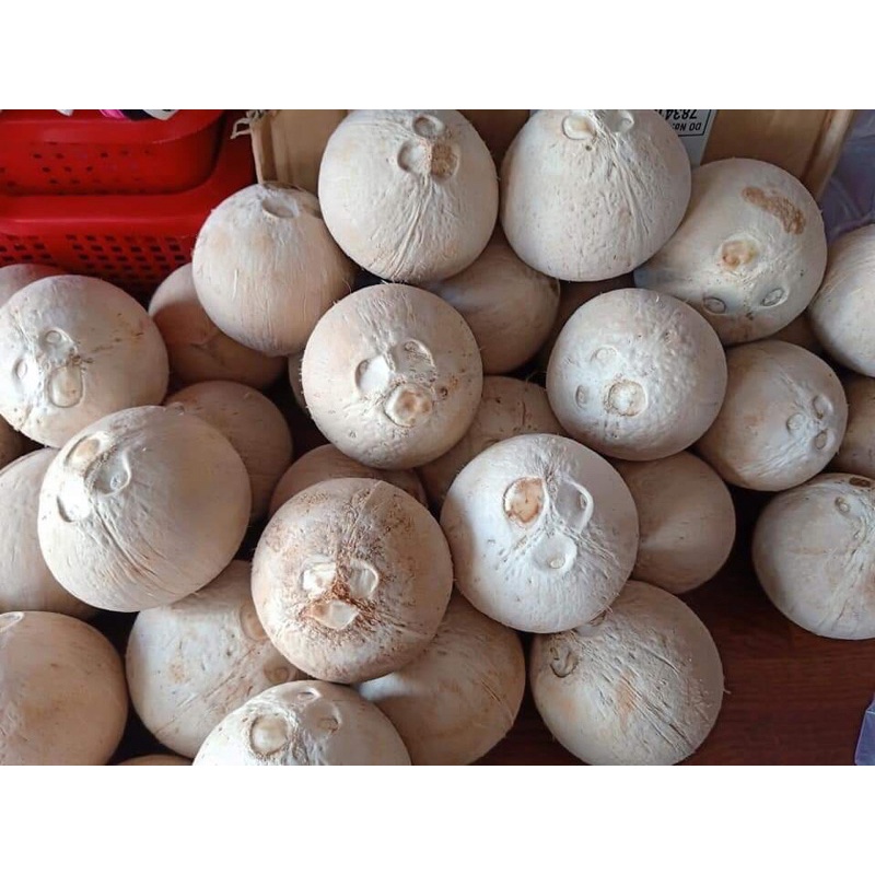 Dừa xiêm Bến Tre nước ngọt, bao uống từng trái