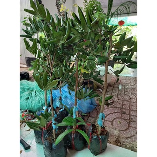 cây nhãn xuồng mau cho trái