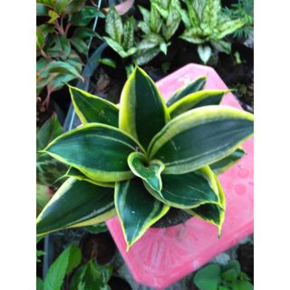 Cây 🌲 Lưỡi hổ Thái ....sọc vàng