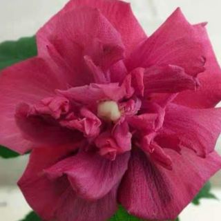 Cây giống râm bụt kép ngoại