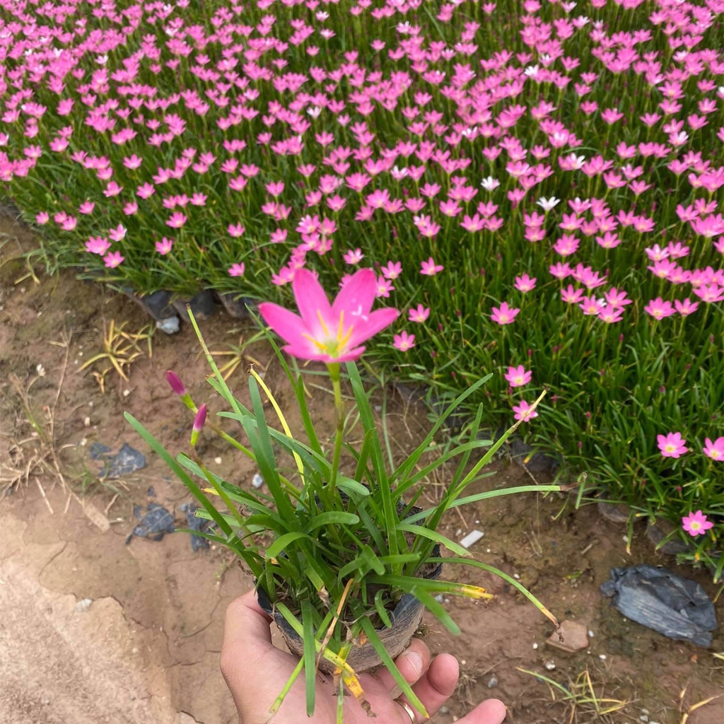 Cây Hoa huệ mưa trồng ban công sân vườn đẹp ( hồng - trắng) - Xanhshop22