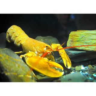 Combo 5 thức ăn tôm tép cảnh Crawfish