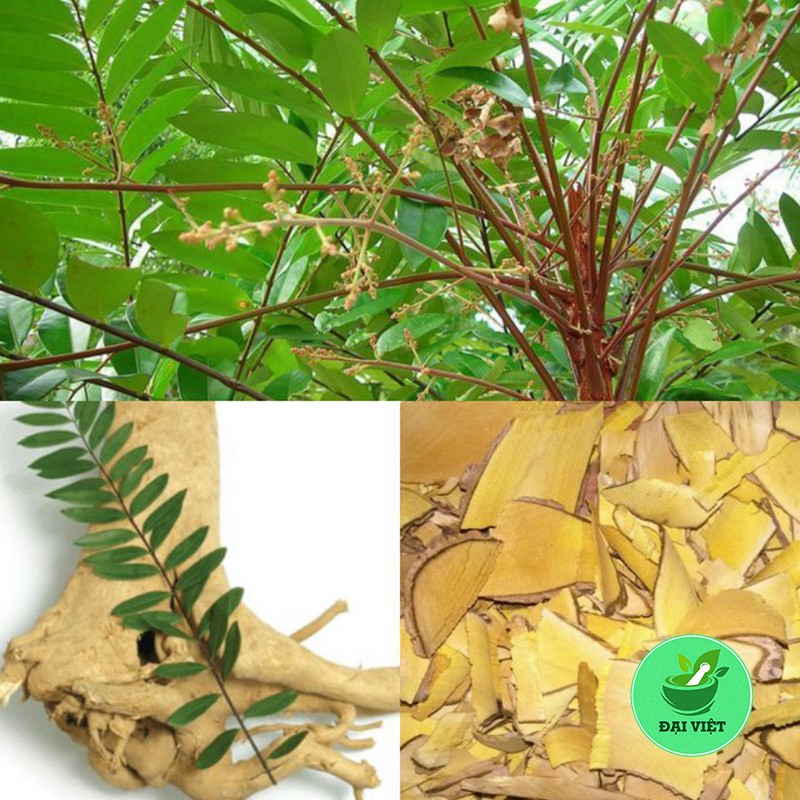 Chuẩn cây mật nhân [1kg] - DV010