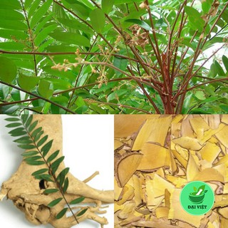 Chuẩn cây mật nhân - dv010