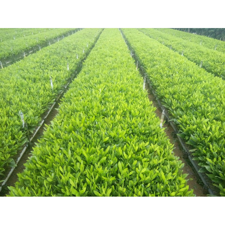 Cây tràm - keo lá tràm giống