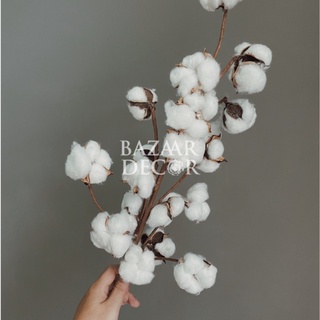 Cành hoa bông gòn khô