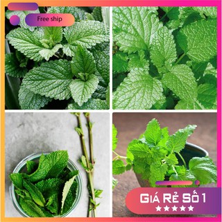 Hạt giống bạc hà âu LUCKY.VN