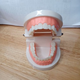 Mô hình hàm răng