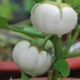 Hạt giống Cà pháo (cà bát) (cà trứng) trắng