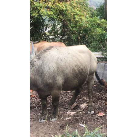 Thịt trâu sấy tại Mường Tè Lai Châu (180k/200gr) | BigBuy360 - bigbuy360.vn