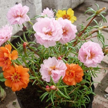 HẠT GIỐNG HOA MƯỜI GIỜ ĐƠN NHIỀU MẦUBÔNG TO CÁNH KÉP CỰC KỲ ĐẸP