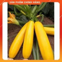 HẠT GIỐNG BÍ NGỒI VÀNG F1 2 GRAM