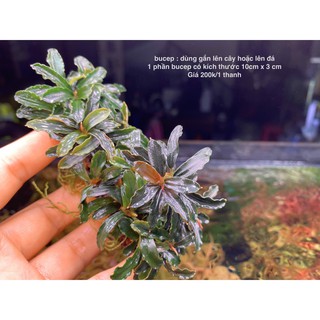 Cây Bucep dạng thanh