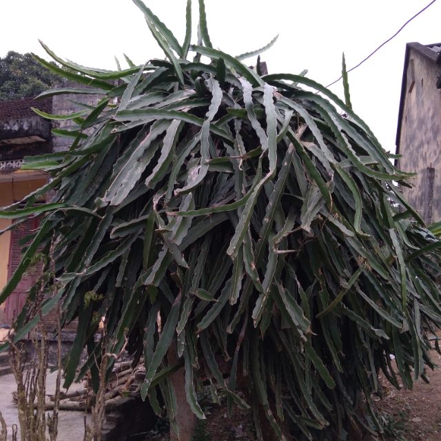 cành thanh long trắng.thanh long đỏ