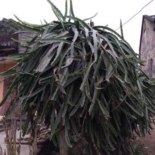 Cành thanh long trắng.thanh long đỏ