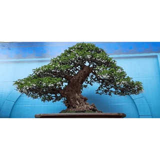 Cây Mai Chiếu Thủy Bonsai gửi đi hình cuối