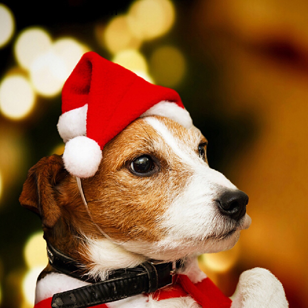 Mũ Ông Già Noel Dễ Thương Cho Chó Và