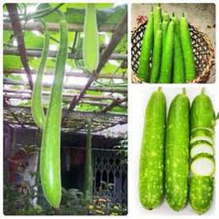 Hạt giống bầu sao dài 5  hạt