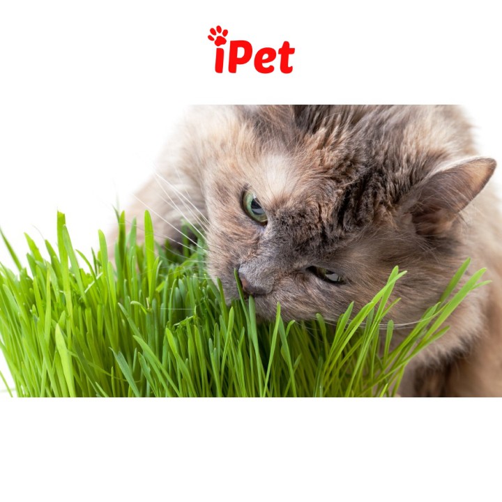 Combo Hạt Giống Cỏ Mèo Và Đất Trồng (Tặng Kèm Chậu Trồng) - iPet Shop