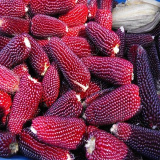 Hạt giống ngô đỏ thuần cao san