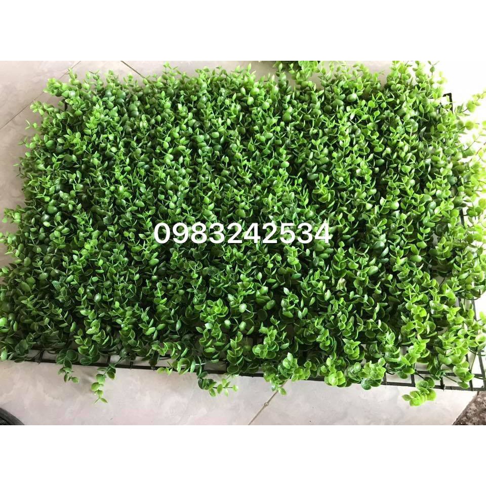 Cỏ Tai Chuột Loại Dày