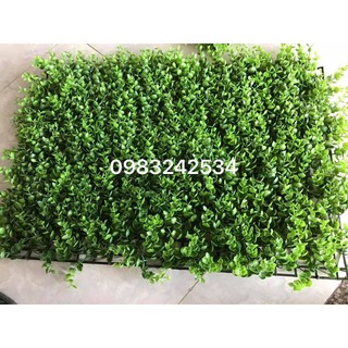 Cỏ Tai Chuột Loại Dày