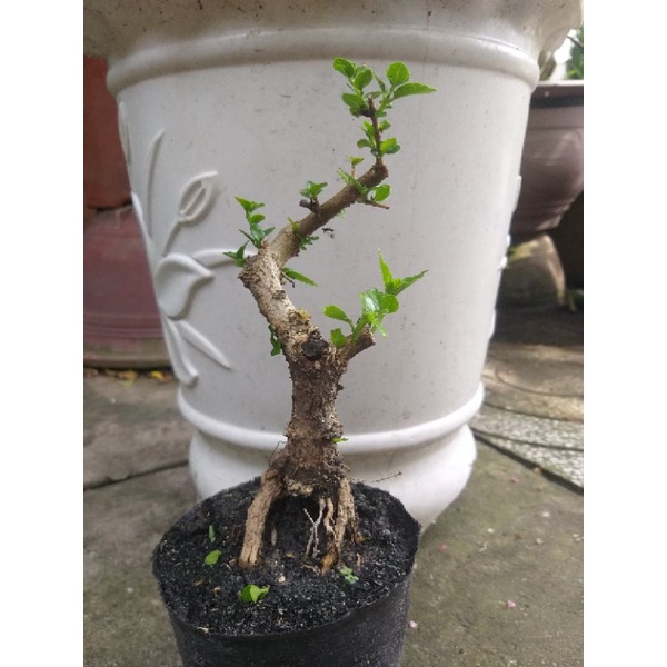 Sam hương mini bonsai dạng phôi