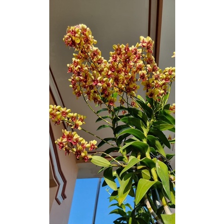 Dendro nắng vàng tia siêng hoa lâu tàn cây trưởng thành
