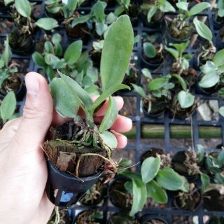 Hoa lan Cattleya mini