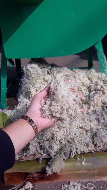 Máy Thái cỏ 4 Chân TP1.5KW Tròn cam (cái) siêu mịn