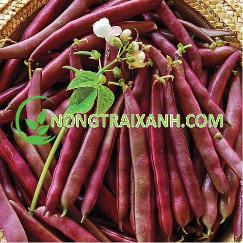 10GR - HẠT GIỐNG ĐẬU COVE TÍM