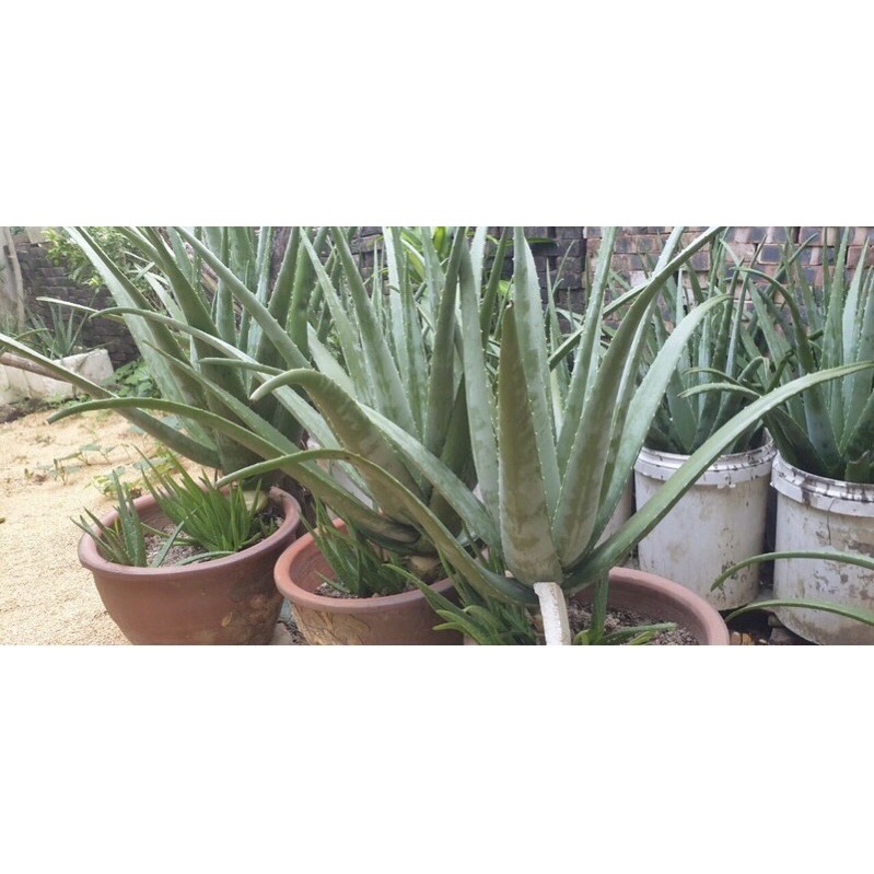 COMBO 10KG BẸ NHA ĐAM MỸ RẤT TO