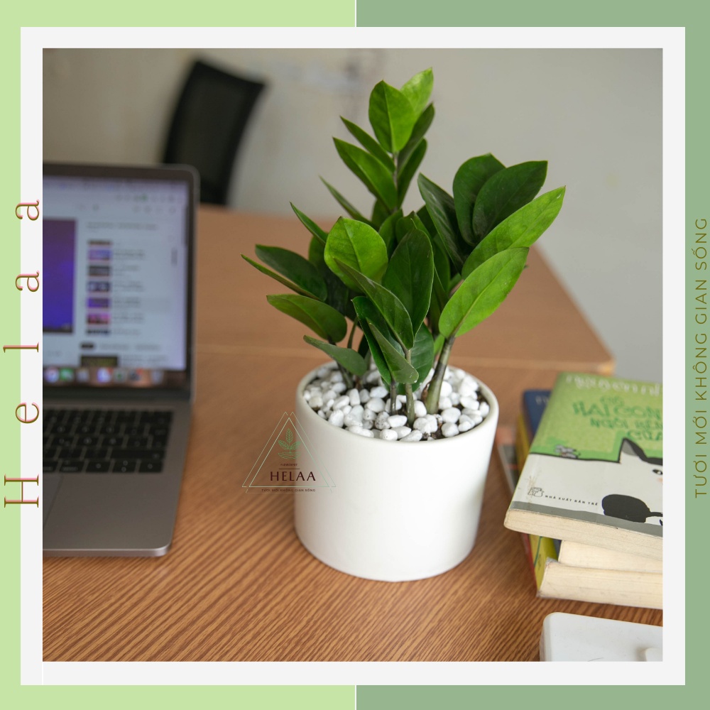 Chậu Sứ Trồng Cây Hình Trụ Để Bàn, Chậu Trồng Sen Đá, Xương Rồng, Trang Trí Bàn Làm Việc Văn Phòng