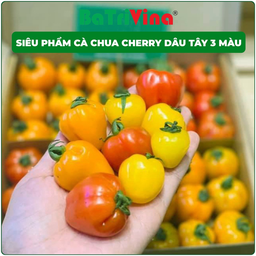 Cà chua Cherry Dâu Tây - Cà chua SIÊU PHẨM của năm, siêu đẹp mắt, siêu ngon
