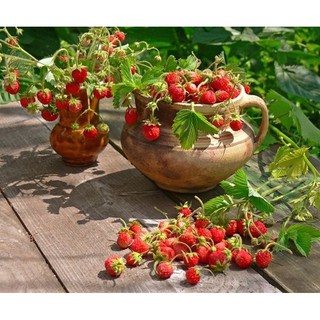 Hạt giống dâu tây đỏ - gói 50 hạt