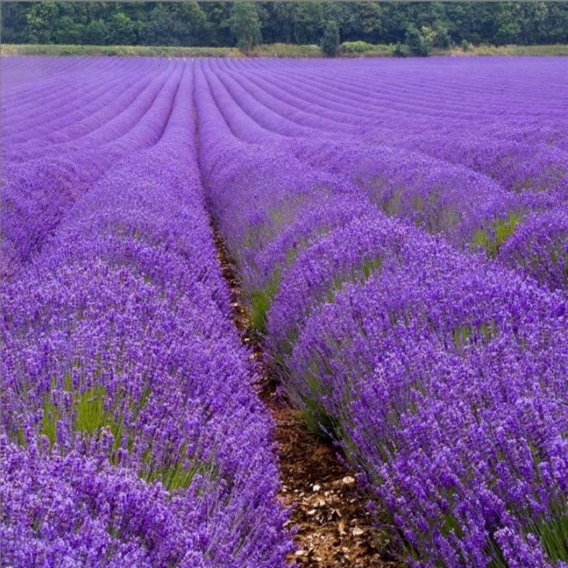 Cây oải hương lavender cây bao đẹp