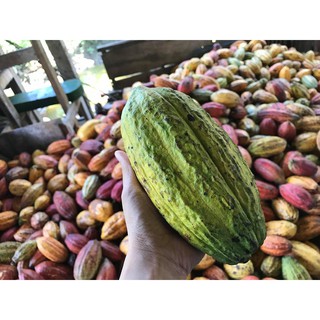 Cacao Ngòi CacaoMi 1kg