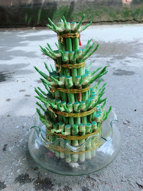 Phát Tài 5 Tầng Kèm Chậu